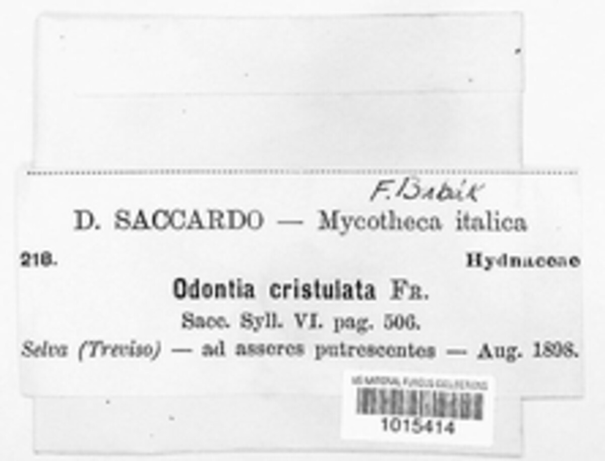 Hyphoderma cristulatum image